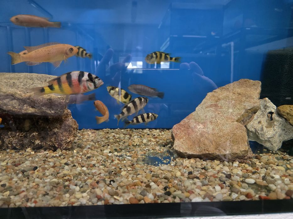 Astatilapia Latifasciata