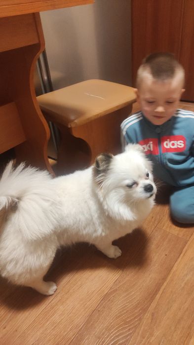 Чарівний хлопчик шукає наречену