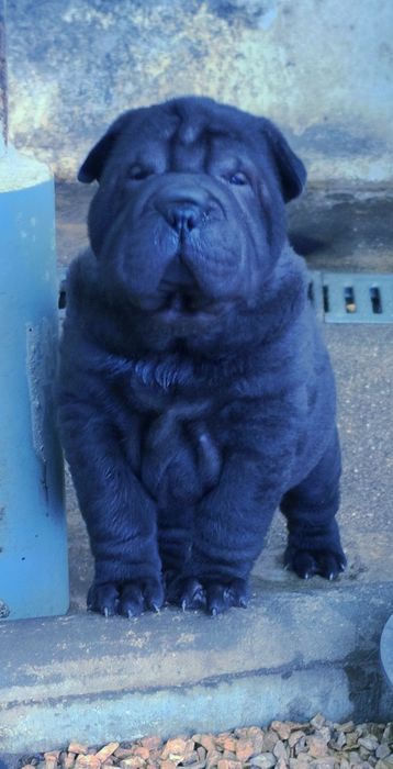 Shar pei.. bebes shar pei LOP Pedigree