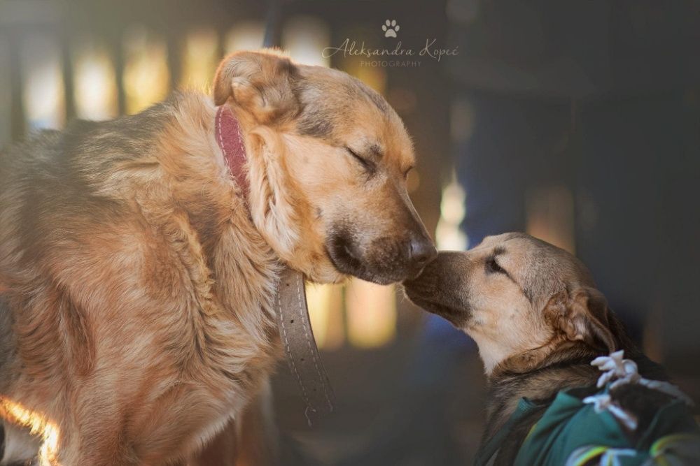 owczarek Bobik 10 lat