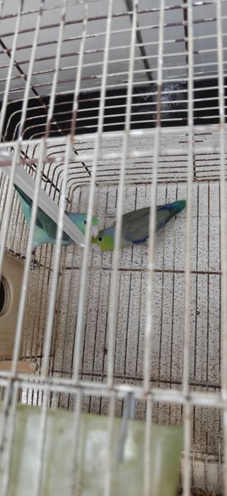 Casal Forpus Coelestis