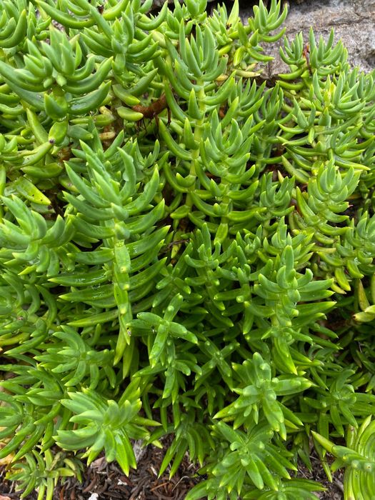 Vendo suculentas diversas