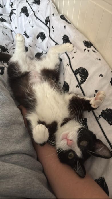 Melania/kotka do adopcji