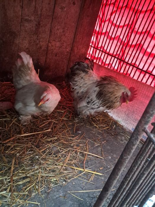 Kogut kura liliputki kochin