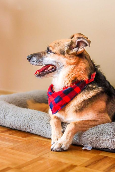 Pies do adopcji- samiec Baks