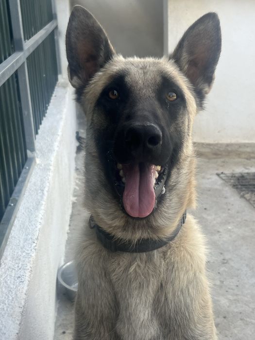 Pastor Belga Malinois