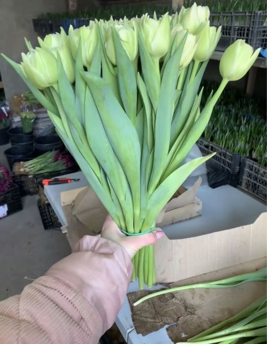 Опт зріз тюльпана, тюльпан 14 лютого та 8 березня