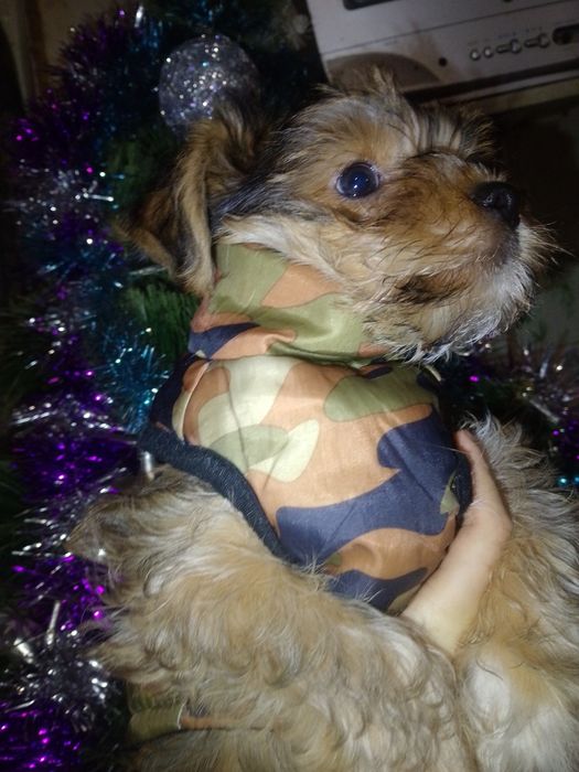 Йоркширський тер'єр.