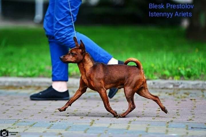 Щенки Цвергпинчера с Родословной КСУ