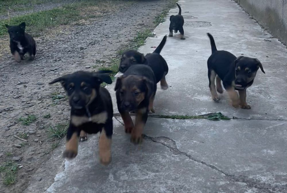 ЦУЦЕНЯТА! Тільки в хороші руки!!! БЕЗКОШТОВНО