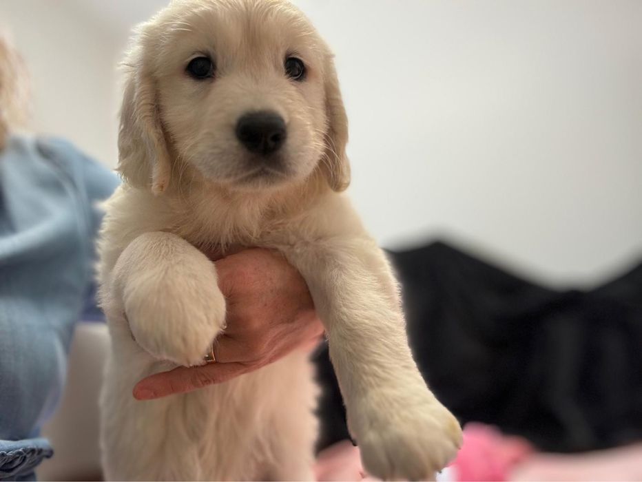 Golden Retriever com Lop e afixo