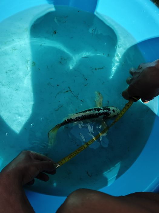 Carpa de veu Ki Shusui