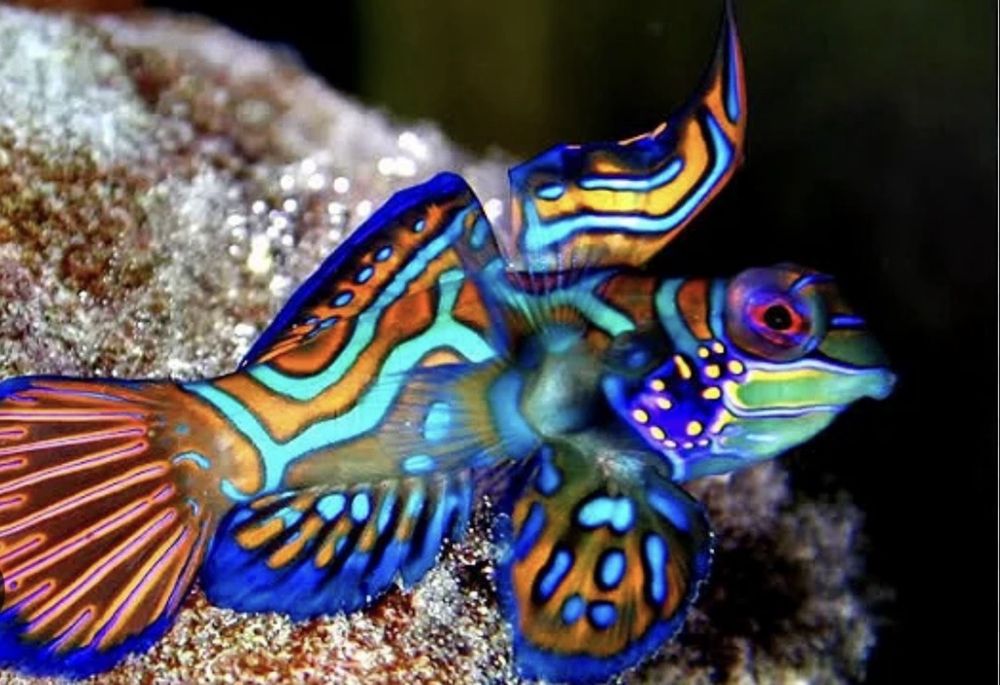 Peixe Mandarim (Synchiropus splendidus) – Cores Vibrantes