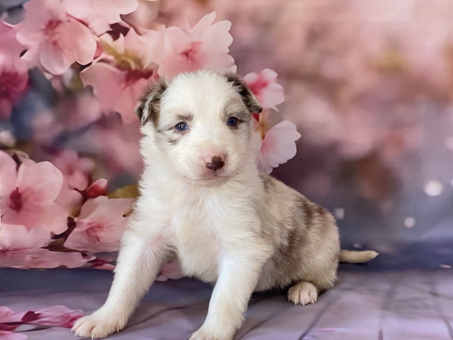 Border Collie chłopiec AMOR