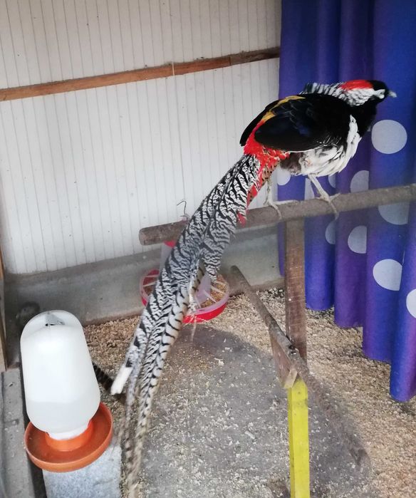 Faisões lady bem tratados