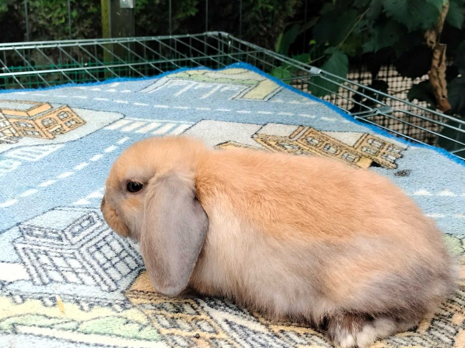 Króliki baranki mini