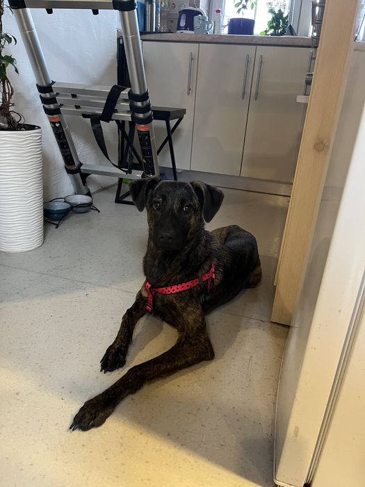 Дівчинка метис в сімʼю