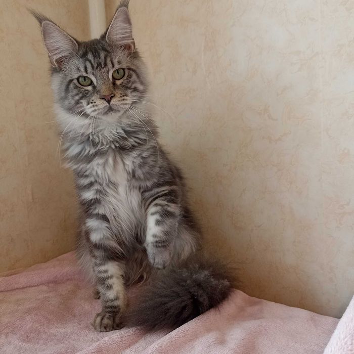 Мейн Кун мальчик