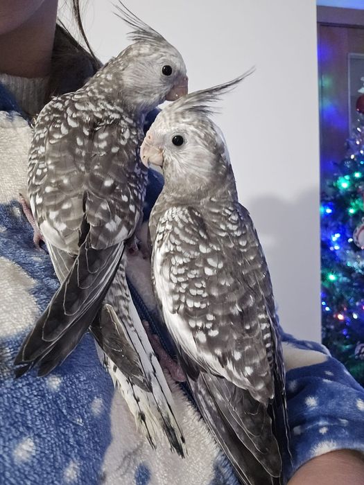 Caturras Criadas à Mão