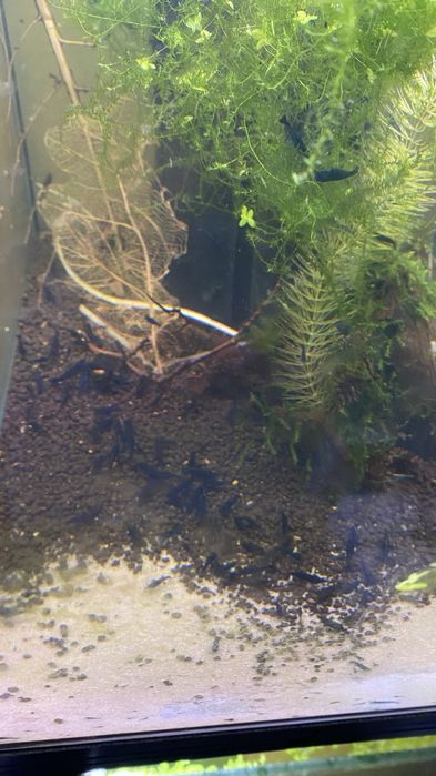 Krewetki neocaridina niebieskie blue dream