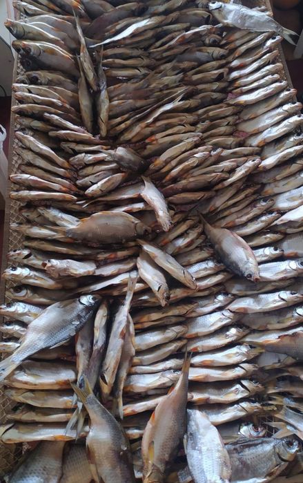 Сушена риба густера, тарань, карась, судак, лящ, щука