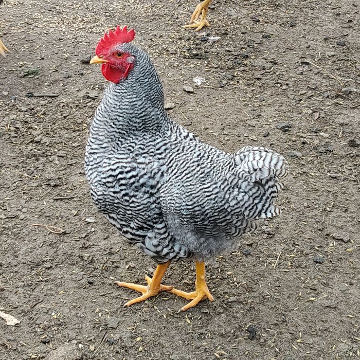 Sprzedam koguta amrock