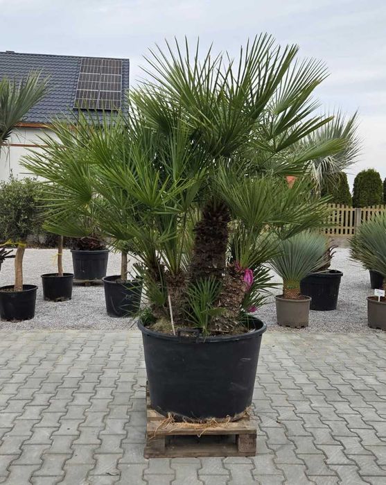 Palmy karłatki 200–210 cm | wielopniowe egzemplarze