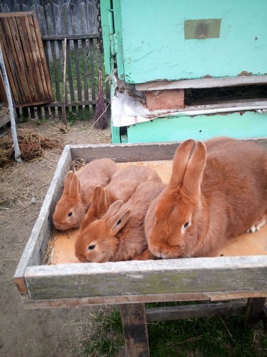 Новозеланці червоні