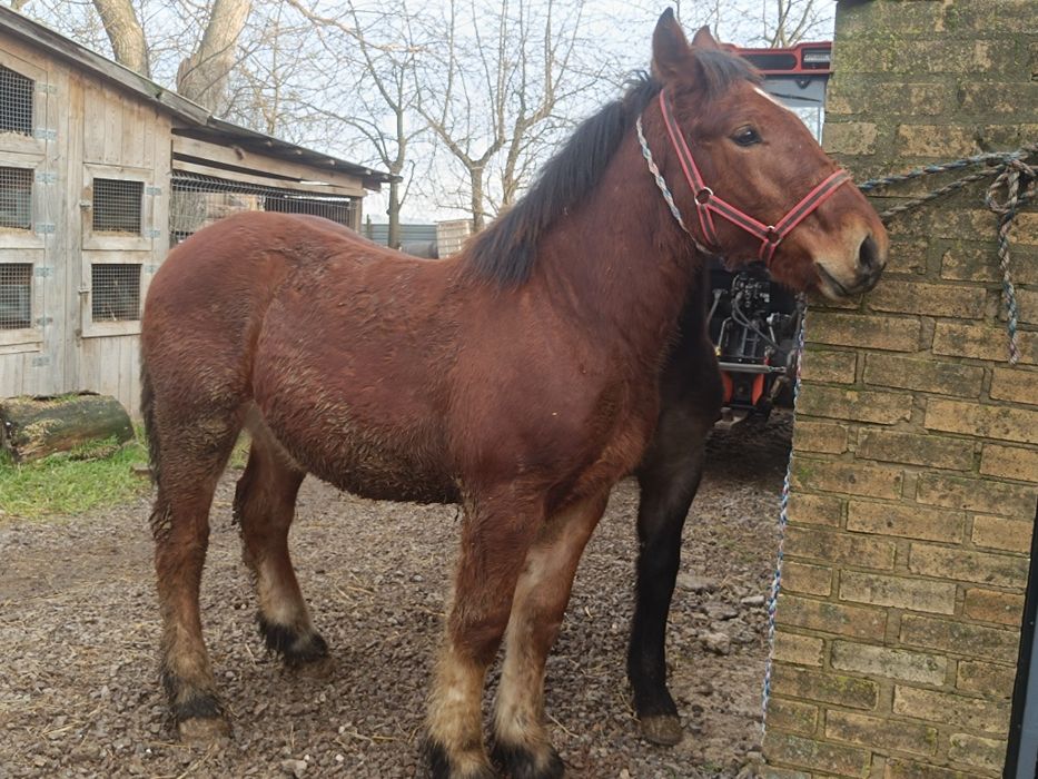 Ogierki gniady i siwy