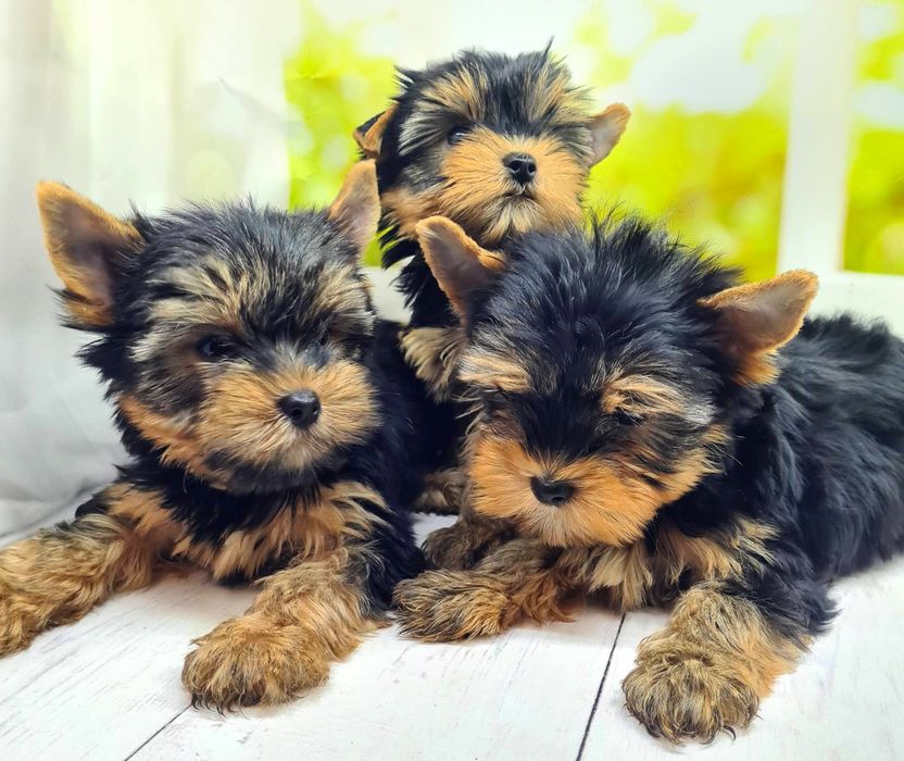 Терміновий продаж якісних  йорків ,бебі фейс.KCY