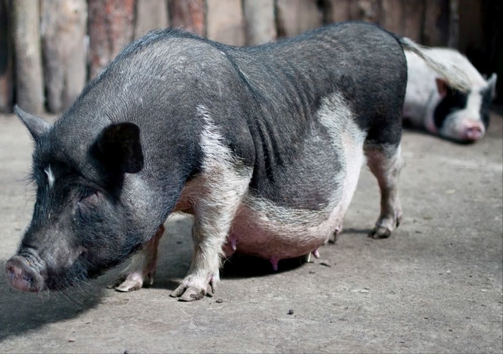 Свині вєтнамські