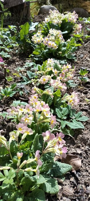 Продам примули баторічні