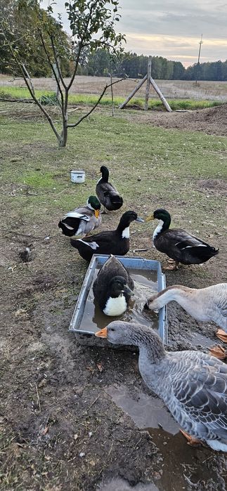 Kaczki staropolskie, francuskie i biegusy