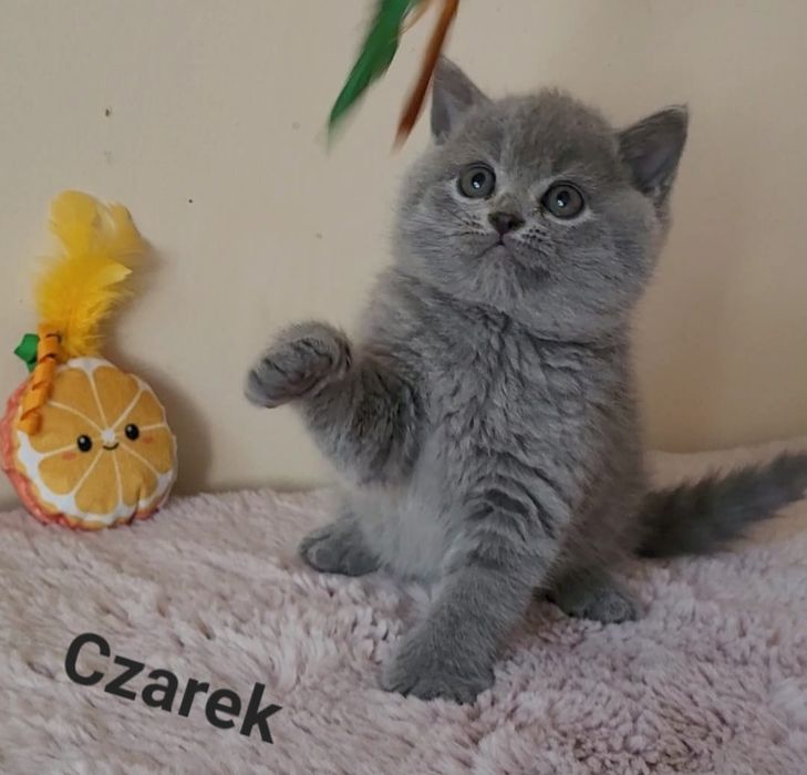 Kot brytyjski kocurek