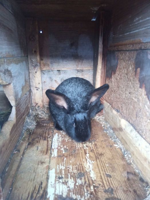 Домашні кролі на продажу