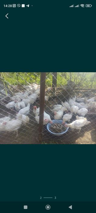 Курочка всього 90 грн за штуку