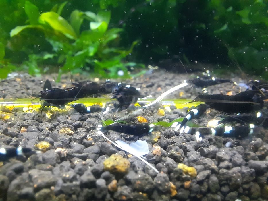 krewetki akwariowe Cardina Pinto Red Spotted Head