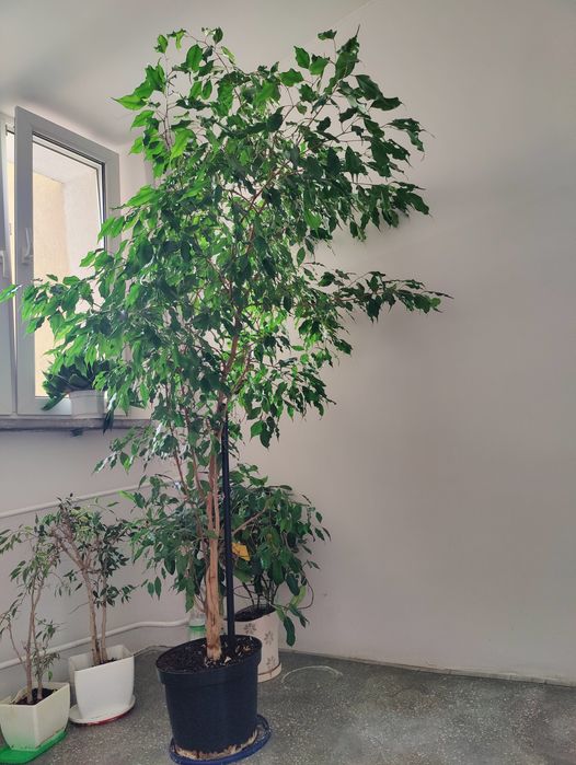 Fikus 2m ok 25 lat pleciony zdrowy zielony bonsai drzewo do domu liść