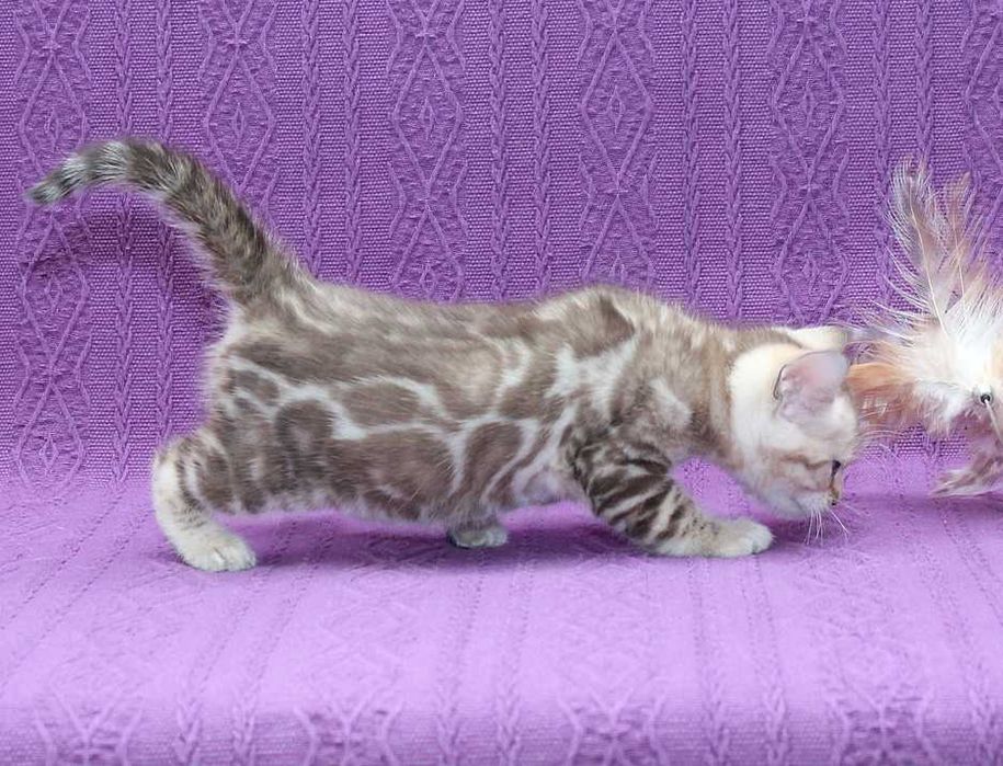 Мега ласковая бенгальская снежная(минк n 24 32) девочка