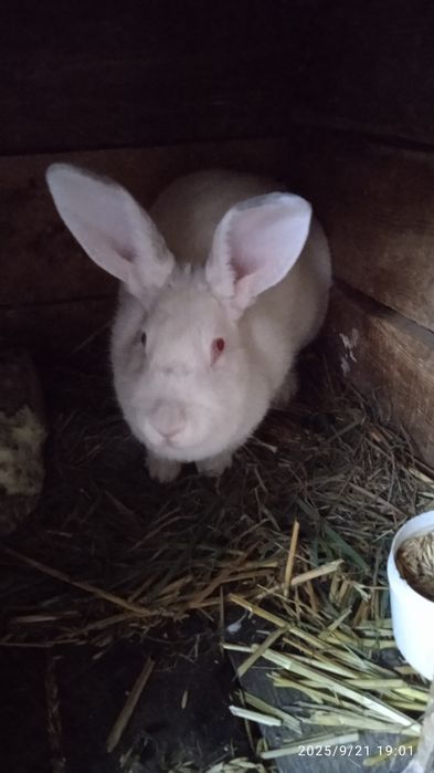 Продам,  велику , гарну кролишку