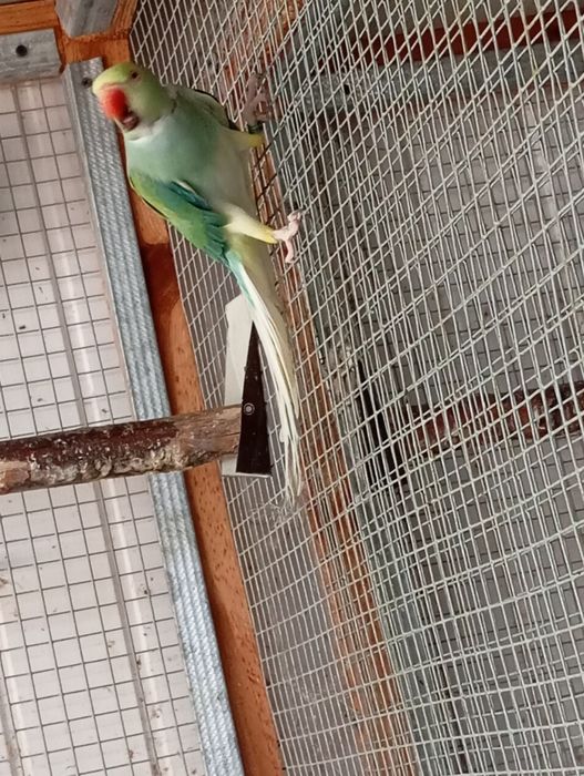 Samica aleksandretty gł-og 20r