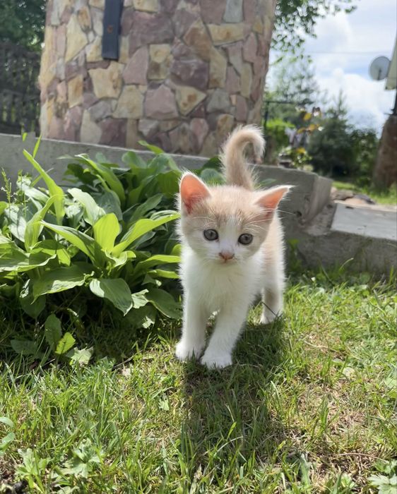 Відам у добрі руки кошення