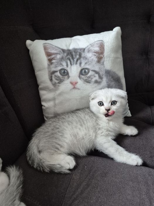 Вислоухая девочка серебристая шиншилла шотландский котёнок