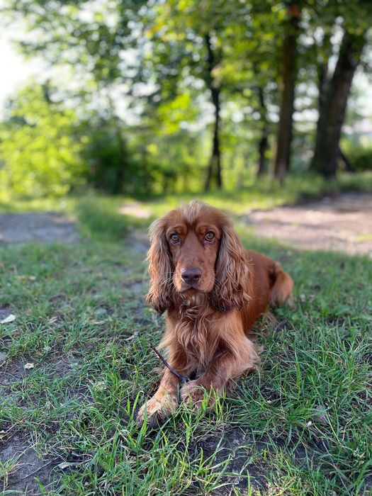 Кобель English Cocker Spaniel