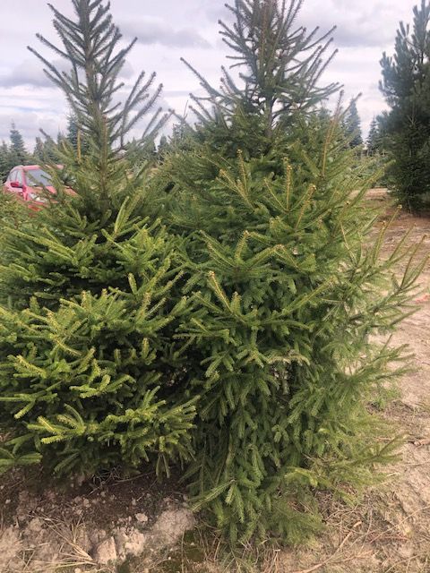 Świerk Pospolity z bryłą z plantacji, o wysokości 3-4m Sadzenie Transp