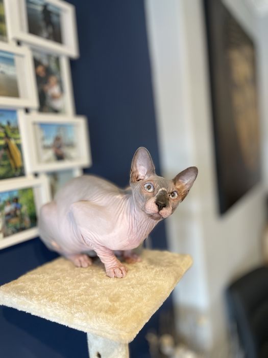 Gato sphynx blue point