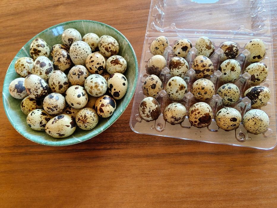 Jaja, jajka przepiórcze 200 szt. + nożyczki