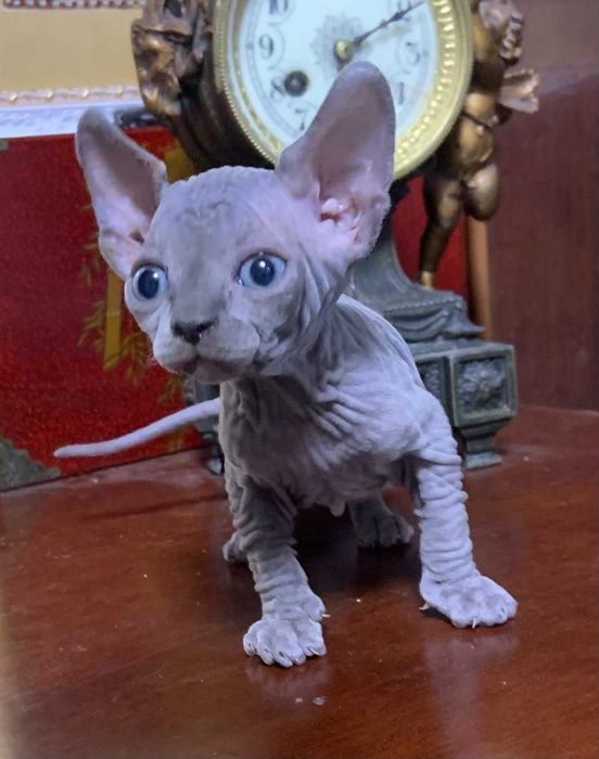 Тем хто цінує красу