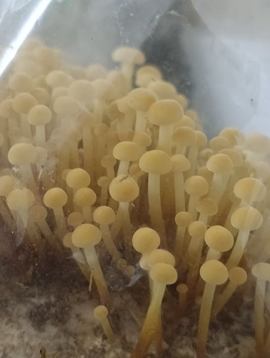 Продам мицелий шиитаке,опята ,эринги