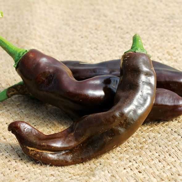 10 Sementes Pimenta Ethiopian Brown Berbere